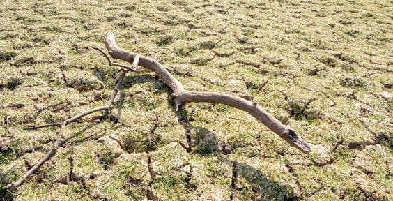 Ramo secco su un terreno arso – Falde acquifere: un problema invisibile sotto i nostri occhi