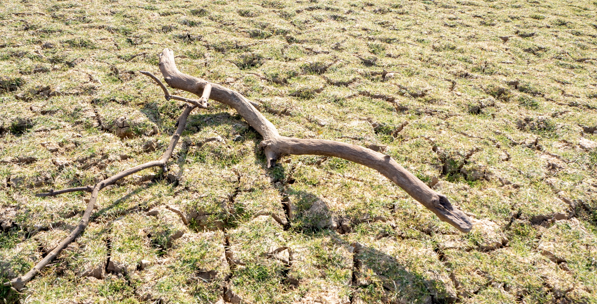 Ramo secco su un terreno arso – Falde acquifere: un problema invisibile sotto i nostri occhi